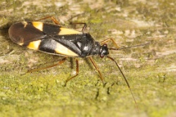 Dryophilocoris flavoquadrimaculatus